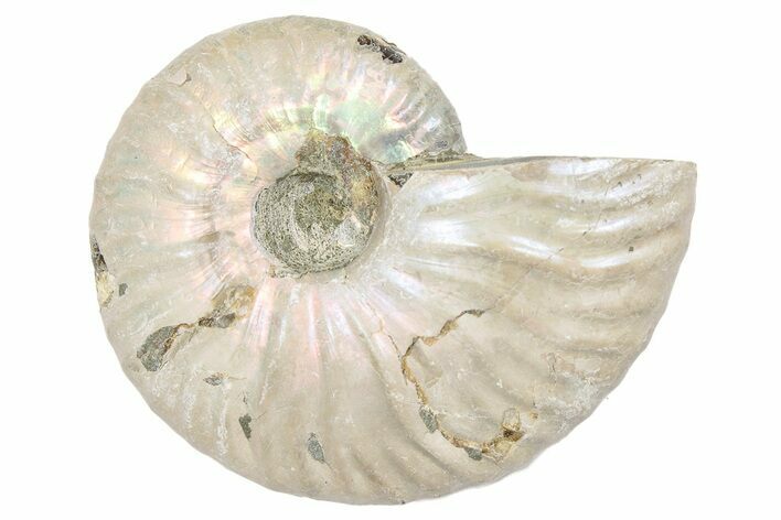 Silver, Iridescent Ammonite Fossil - Madagascar #191911